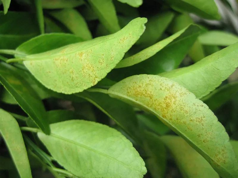 葉面積指數(shù)儀可準(zhǔn)確測(cè)量葉片的葉面積