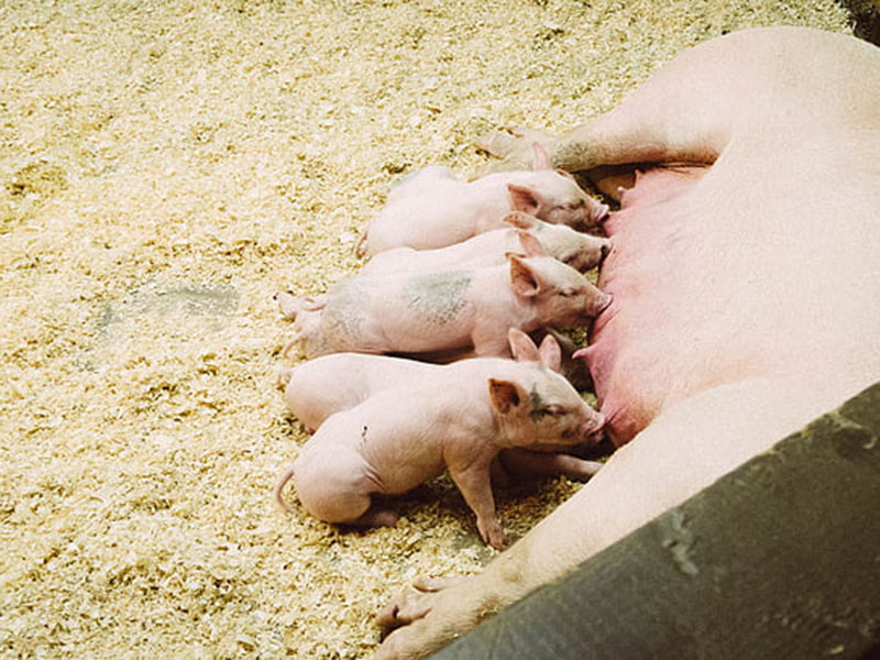 動(dòng)物疫病快速診斷儀快速、安全、便攜