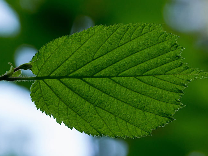 葉綠素儀可廣泛用于農(nóng)林植物和科研的生產(chǎn)指導 葉綠素儀可廣泛用于農(nóng)林植物和科研的生產(chǎn)指導