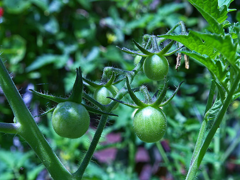 農藥殘留會對身體產生怎樣的危害