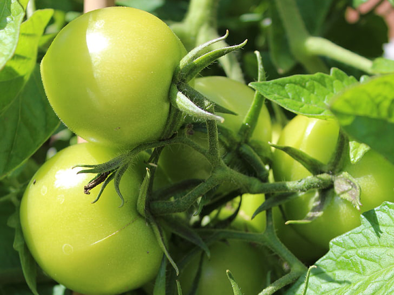 農藥殘留檢測儀結果準確嗎 農藥殘留檢測儀結果準確嗎