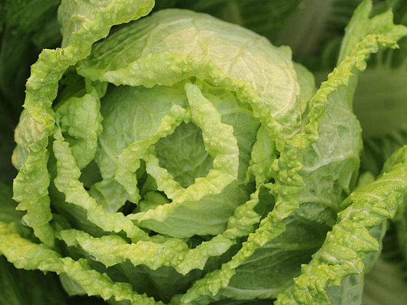 怎樣可以檢測小白菜中農藥殘留是否超標 怎樣可以檢測小白菜中農藥殘留是否超標