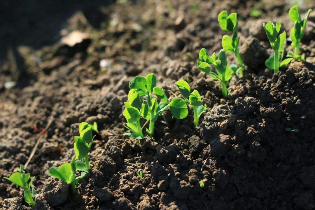 土壤測(cè)試儀.jpg 土壤測(cè)試儀