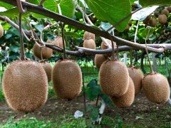 獼猴桃有農藥殘留嗎？