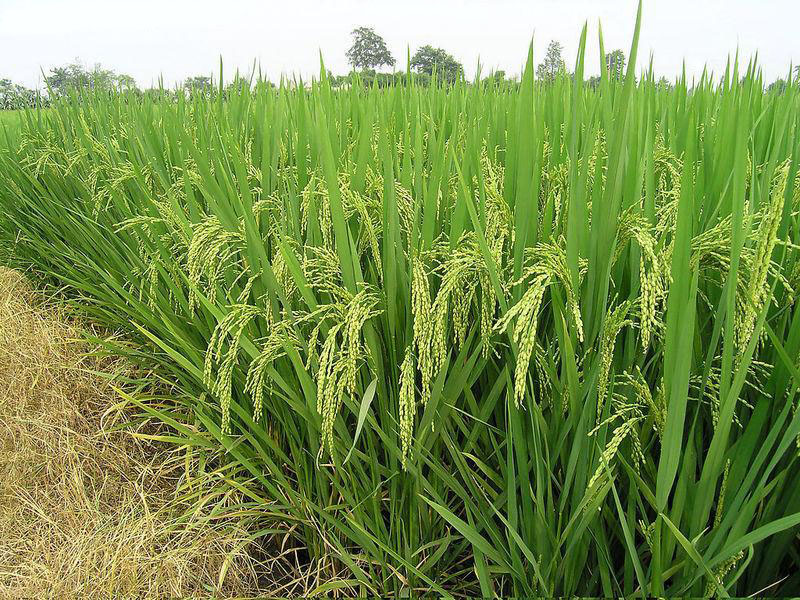 糧食重金屬快速檢測儀，為糧食安全提供保障