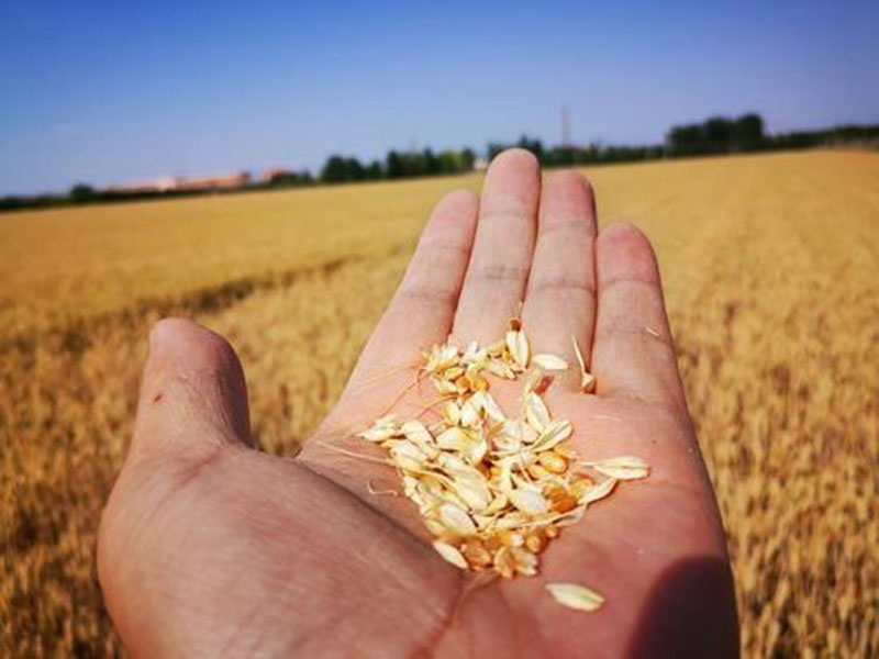 糧食水分測量儀,為小麥提供合理存儲時間 糧食水分測量儀,為小麥提供合理存儲時間