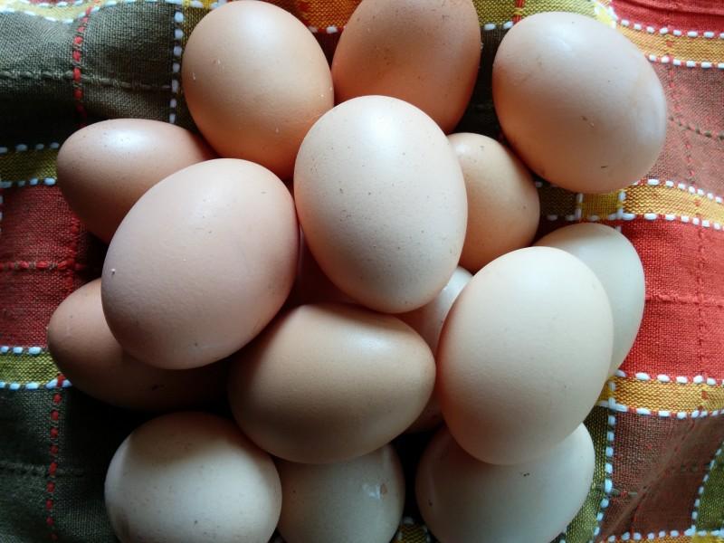 獸藥殘留檢測設備:雞蛋藥物殘留檢測儀 獸藥殘留檢測設備:雞蛋藥物殘留檢測儀