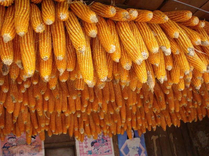 糧食安全檢測(cè)儀,可檢測(cè)糧食中是否含有大米增白劑 糧食安全檢測(cè)儀,可檢測(cè)糧食中是否含有大米增白劑