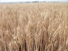 小麥中會含有多少黃曲霉素？