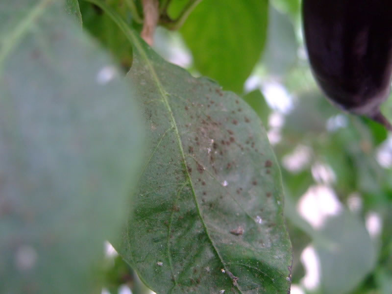 手持式葉面積可無損測量葉面積和相關指數 手持式葉面積可無損測量葉面積和相關指數