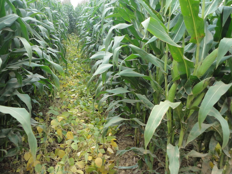 玉米秋收時節，黃曲霉毒素檢測不能少